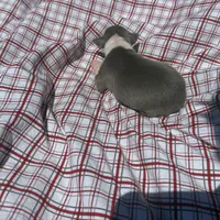 Louie, a male Italian Greyhound for sale in Norwood, MO – 5 of 7