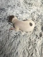 Howie, a male Italian Greyhound for sale in Norwood, MO – 6 of 7