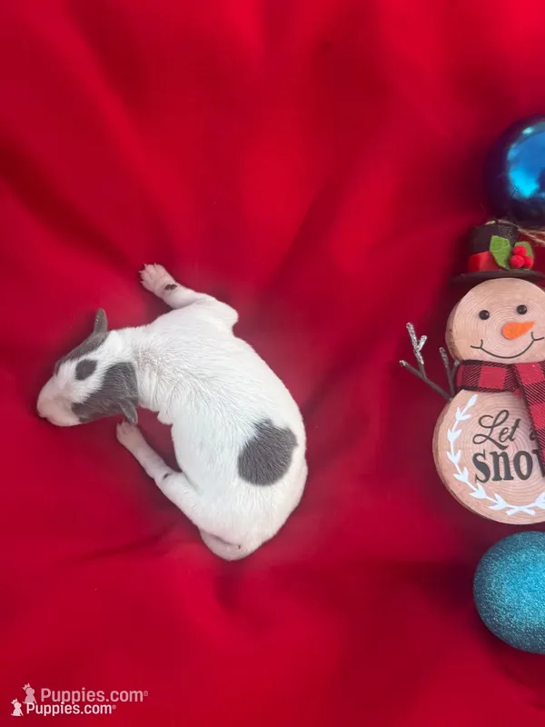 Tex – Italian Greyhound puppy for sale in Norwood, MO