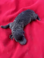 Paulie, a male Italian Greyhound for sale in Norwood, MO – 4 of 5