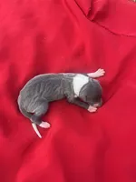 Bell, a female Italian Greyhound for sale in Norwood, MO – 7 of 7