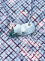 “Jace”, a male Italian Greyhound for sale in Norwood, MO – 4 of 10