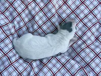 “Lilly”, a female Italian Greyhound for sale in Norwood, MO – 5 of 7