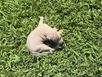 Jaxson, a male Italian Greyhound for sale in Norwood, MO – 1 of 10