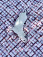 “Lilly”, a female Italian Greyhound for sale in Norwood, MO – 4 of 7