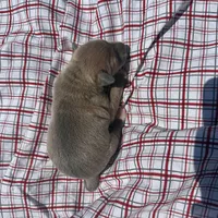 Jaxson, a male Italian Greyhound for sale in Norwood, MO – 7 of 8