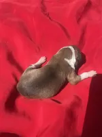 Josie, a female Italian Greyhound for sale in Norwood, MO – 3 of 6