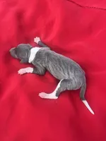 Bell, a female Italian Greyhound for sale in Norwood, MO – 6 of 7
