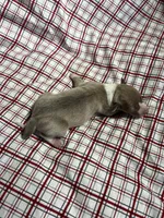 “Jackie”, a female Italian Greyhound for sale in Norwood, MO – Photo 8 of 8