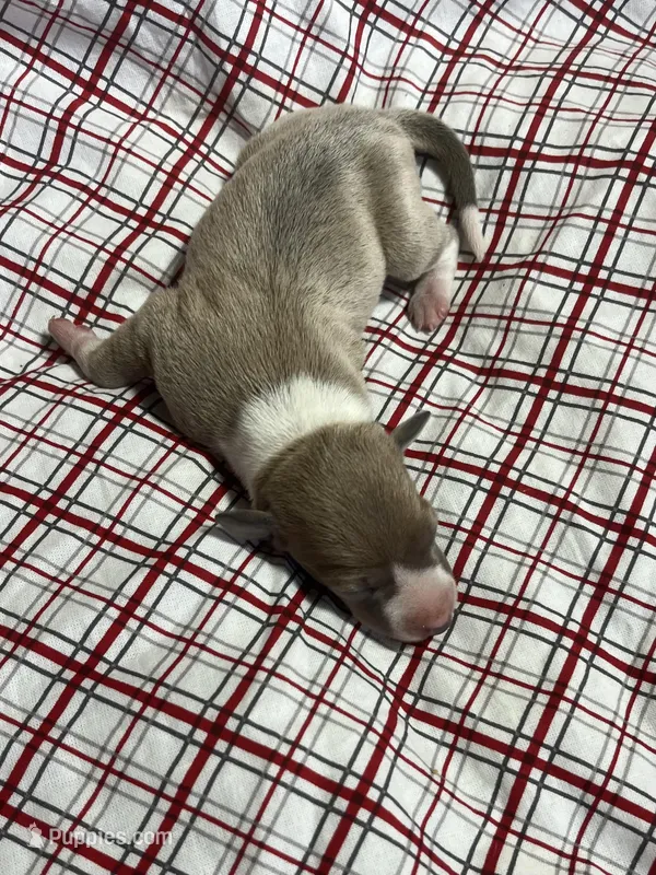 “Jackie” – Italian Greyhound puppy for sale in Norwood, MO