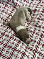 “Jackie”, a female Italian Greyhound for sale in Norwood, MO – Photo 1 of 8