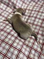 “Jackie”, a female Italian Greyhound for sale in Norwood, MO – Photo 5 of 8