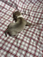 “Jackie”, a female Italian Greyhound for sale in Norwood, MO – Photo 7 of 8