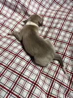 “Jackie”, a female Italian Greyhound for sale in Norwood, MO – Photo 4 of 8