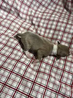 “Jackie”, a female Italian Greyhound for sale in Norwood, MO – Photo 6 of 8