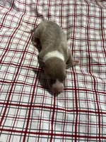 “Jackie”, a female Italian Greyhound for sale in Norwood, MO – Photo 3 of 8