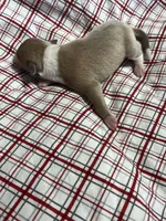 “Jackie”, a female Italian Greyhound for sale in Norwood, MO – Photo 2 of 8