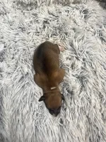 Sally, a female Italian Greyhound for sale in Norwood, MO – 7 of 7