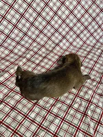 “Ace”, a male Italian Greyhound for sale in Norwood, MO – Photo 6 of 8