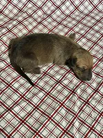 “Ace”, a male Italian Greyhound for sale in Norwood, MO – Photo 5 of 8