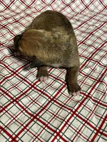 “Ace”, a male Italian Greyhound for sale in Norwood, MO – Photo 3 of 8