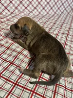 “Ace”, a male Italian Greyhound for sale in Norwood, MO – Photo 2 of 8