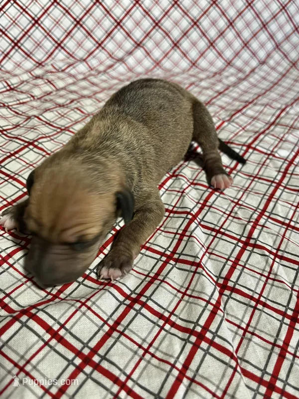 “Ace” – Italian Greyhound puppy for sale in Norwood, MO