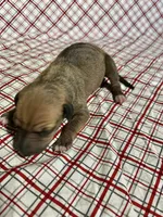 “Ace”, a male Italian Greyhound for sale in Norwood, MO – Photo 1 of 8