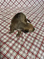 “Ace”, a male Italian Greyhound for sale in Norwood, MO – Photo 8 of 8