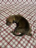 “Ace”, a male Italian Greyhound for sale in Norwood, MO – Photo 4 of 8