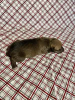 “Ace”, a male Italian Greyhound for sale in Norwood, MO – Photo 7 of 8