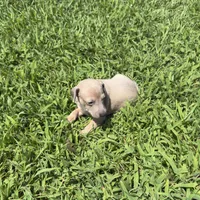 Jaxson, a male Italian Greyhound for sale in Norwood, MO – 9 of 10