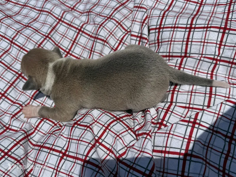 Gage – Italian Greyhound puppy for sale in Norwood, MO