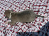 Gage, a male Italian Greyhound for sale in Norwood, MO – 1 of 9