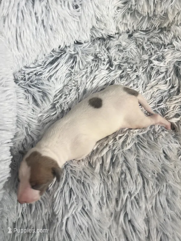 Howie – Italian Greyhound puppy for sale in Norwood, MO