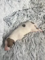 Howie, a male Italian Greyhound for sale in Norwood, MO – 1 of 7
