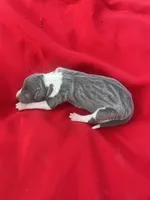 Zeus, a male Italian Greyhound for sale in Norwood, MO – 2 of 6