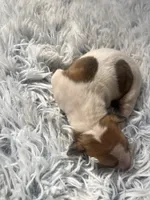 Frankie, a male Italian Greyhound for sale in Norwood, MO – 2 of 8