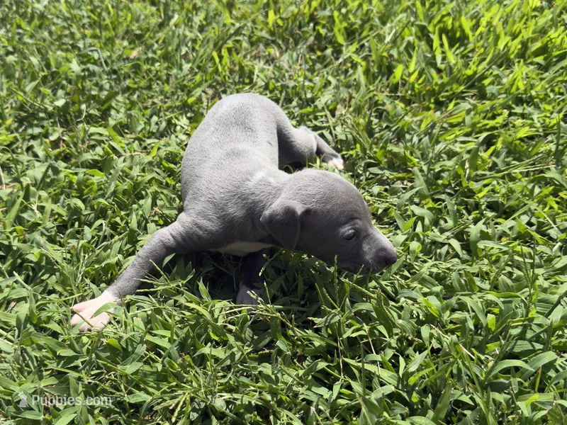 Paulie – Italian Greyhound puppy for sale in Norwood, MO