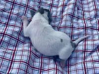 Tuck, a male Italian Greyhound for sale in Norwood, MO – 2 of 10