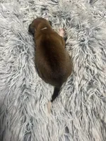 Sally, a female Italian Greyhound for sale in Norwood, MO – 6 of 7