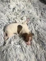 Frankie, a male Italian Greyhound for sale in Norwood, MO – 6 of 8