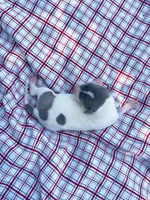 “Benji”, a male Italian Greyhound for sale in Norwood, MO – 6 of 10