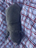 Judd, a male Italian Greyhound for sale in Norwood, MO – 8 of 9