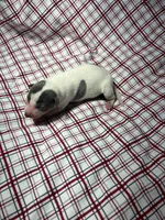 processed/a57ee935-70d6-4347-a04a-67e8d80a004c/listing/c7d9c01e-021e-429c-9bab-dfddccc83d13/4d798518-f21d-4f97-807d-091c6a8df19a