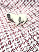 processed/a57ee935-70d6-4347-a04a-67e8d80a004c/listing/c7d9c01e-021e-429c-9bab-dfddccc83d13/4ff9ff6f-5041-49af-992b-617e48a84d0f