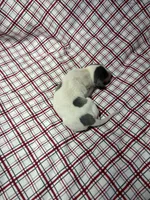 processed/a57ee935-70d6-4347-a04a-67e8d80a004c/listing/c7d9c01e-021e-429c-9bab-dfddccc83d13/e97df65e-2cca-4946-865a-a6c8cfb3b3e4