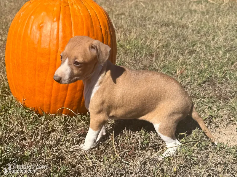 Josie – Italian Greyhound puppy for sale in Norwood, MO