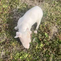 “Alexis”, a female Italian Greyhound for sale in Norwood, MO – Photo 6 of 10