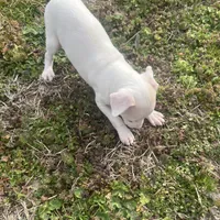 “Alexis”, a female Italian Greyhound for sale in Norwood, MO – Photo 8 of 10